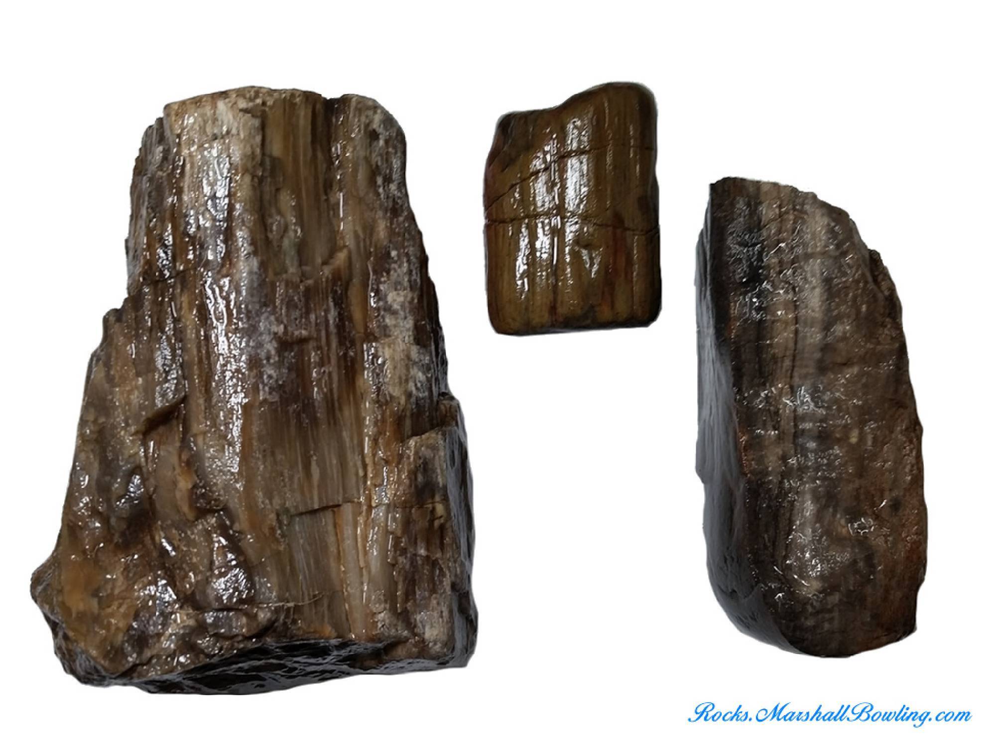 Petrified Wood