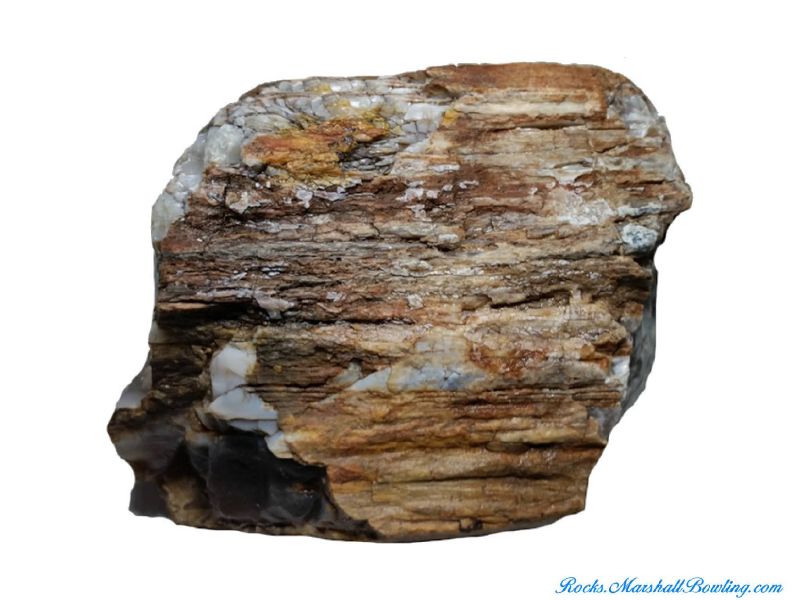 Petrified Wood