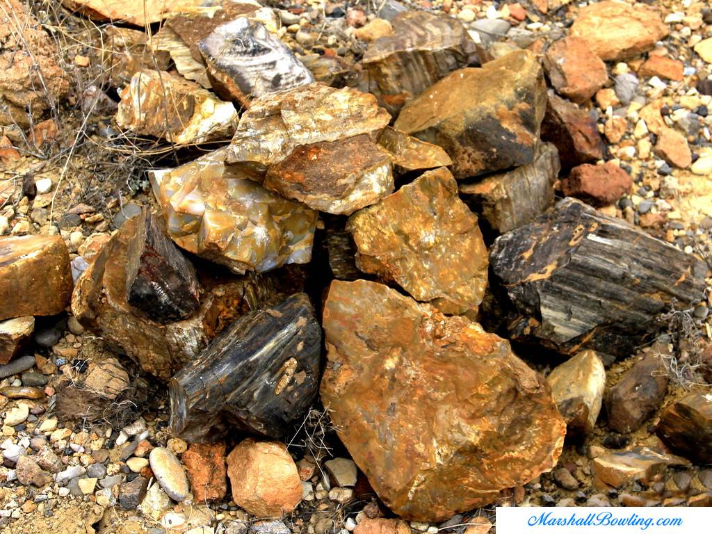 Petrified Wood