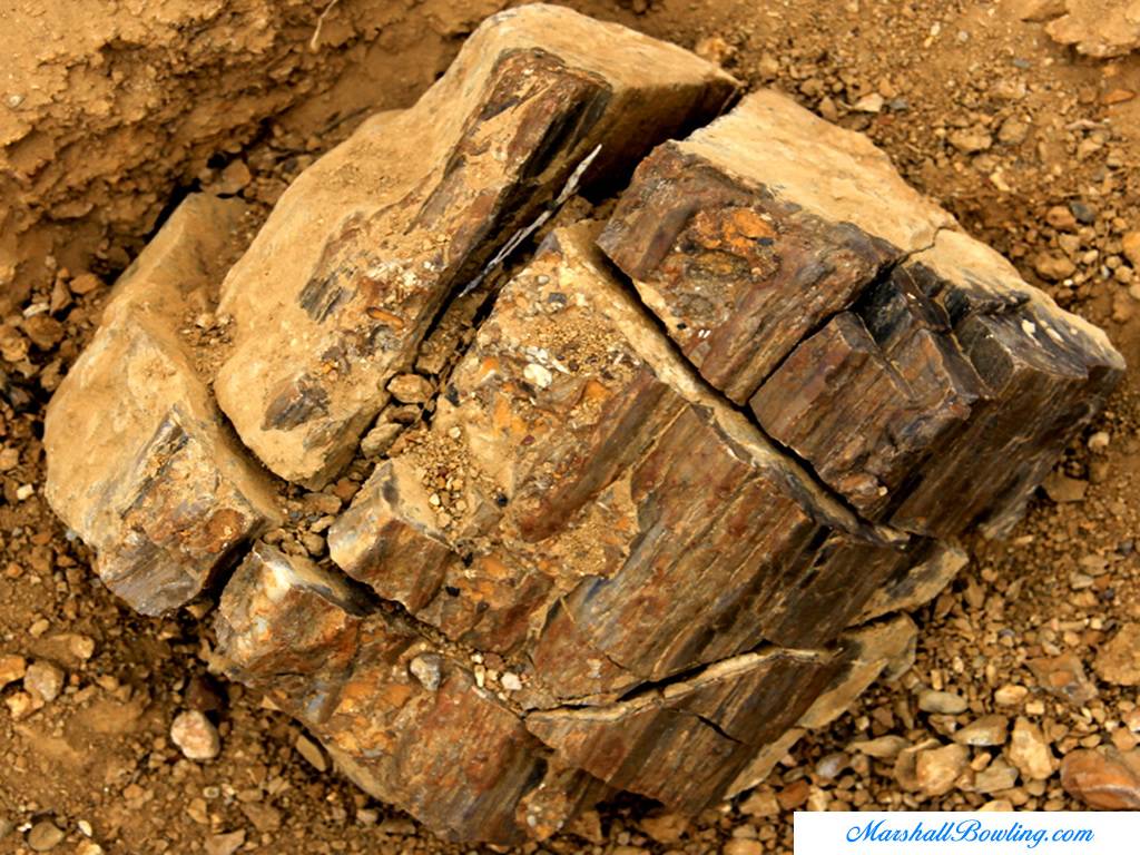 Petrified Wood