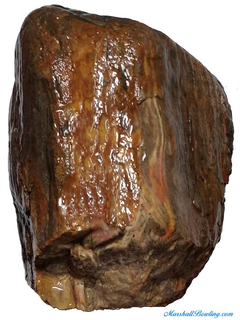 Petrified Wood