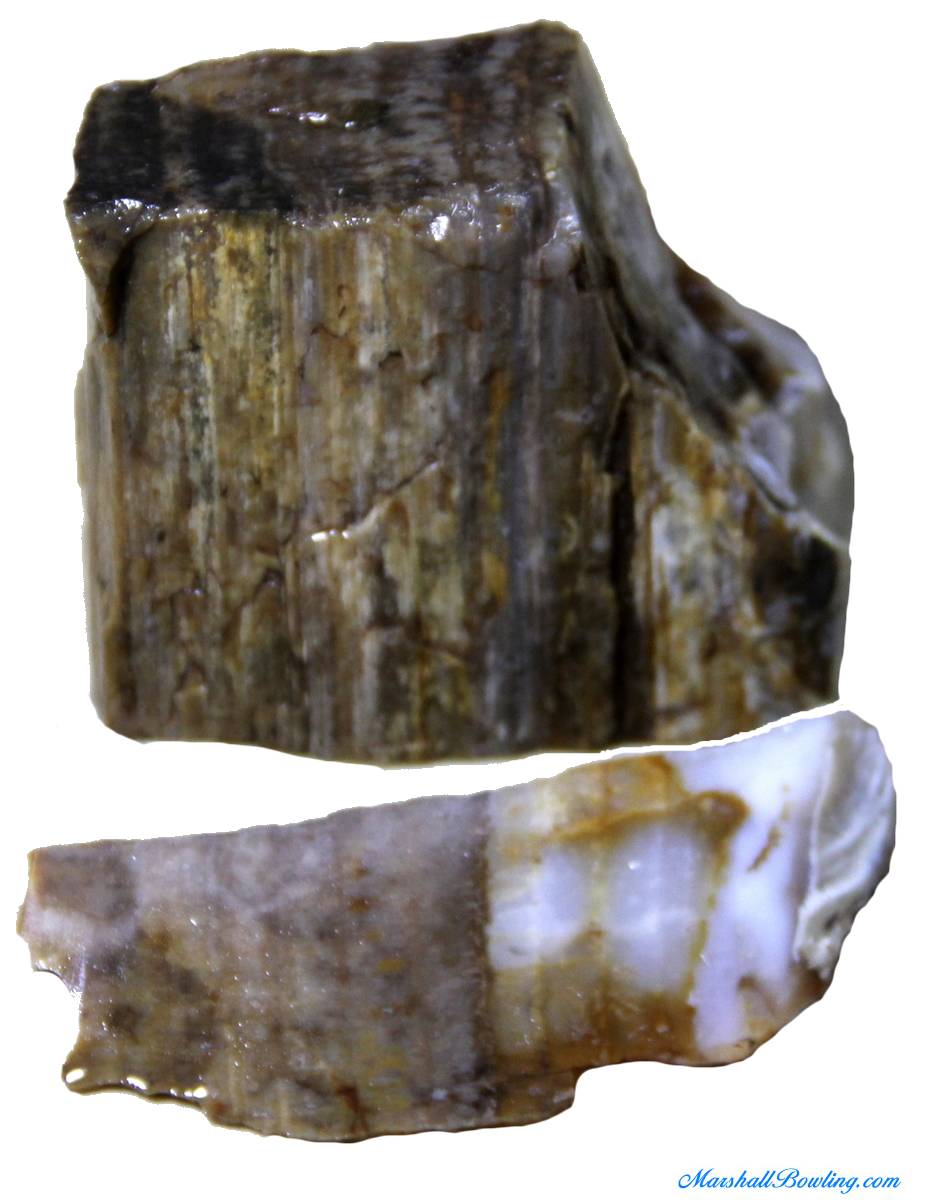Petrified Wood