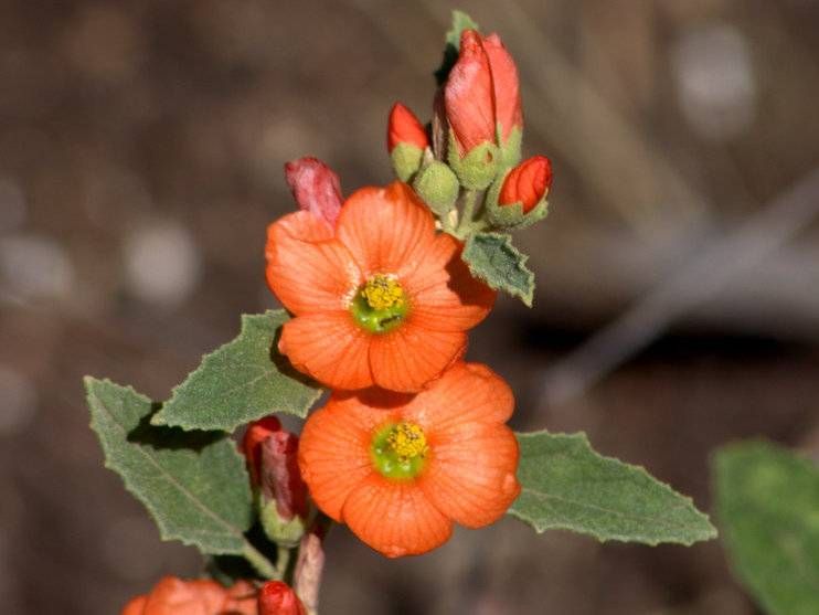 Small-leaf Globemallow
