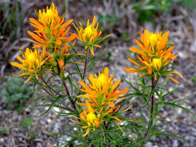 Wholeleaf Indian Paintbrush