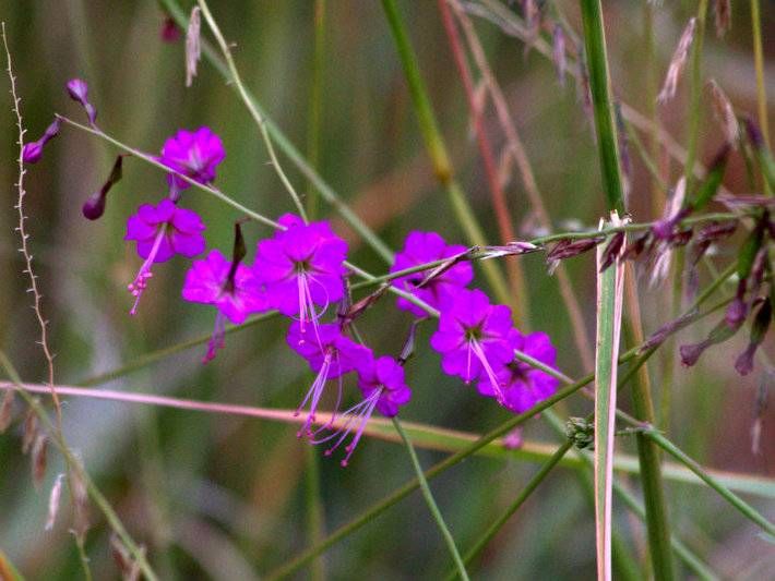 Narrowleaf Spiderling