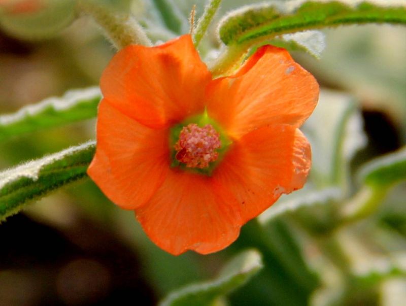 Copper Globemallow 	