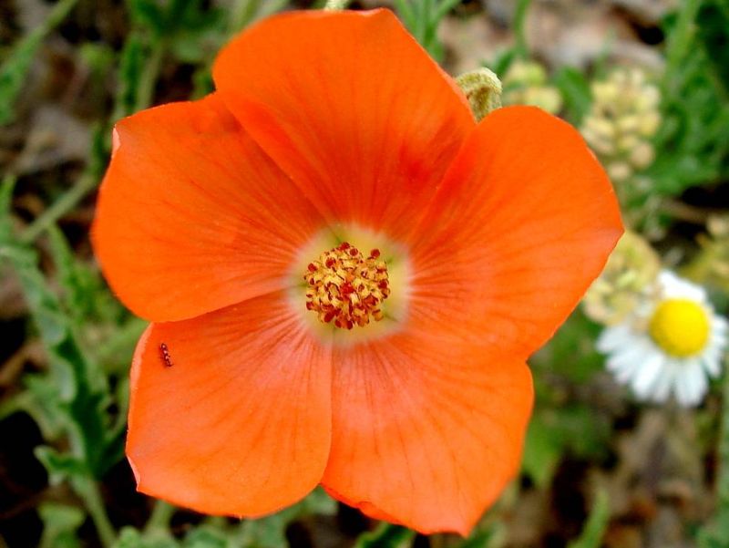 Spear Globemallow